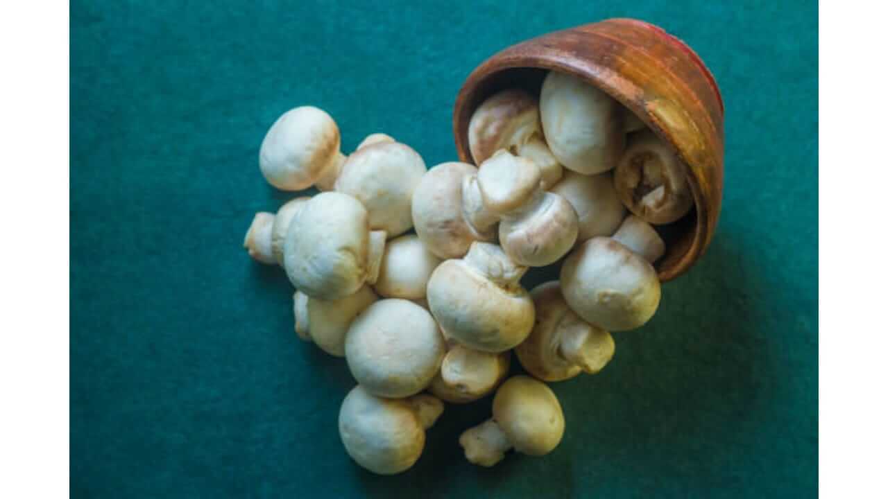 मशरूम आरोग्यासाठी वरदान, आजच तुमच्या आहारात समाविष्ट करा, खरेदी करताना 'या' गोष्टी लक्षात ठेवा