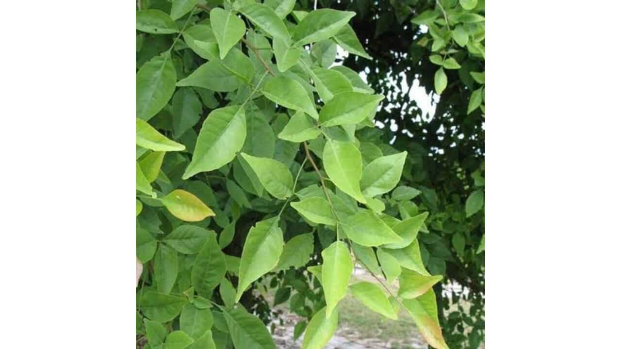 सुख आणि समृद्धीसाठी घरातील 'या' ठिकाणी ठेवा बेलपत्र, जाणून घ्या वास्तुशास्त्राचे नियम