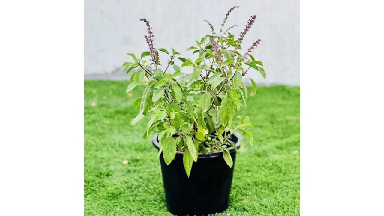 वास्तुशास्त्रानुसार, घरात तुळशीचे रोप कधी, कुठे आणि कसे लावावे, जाणून घ्या नियम....