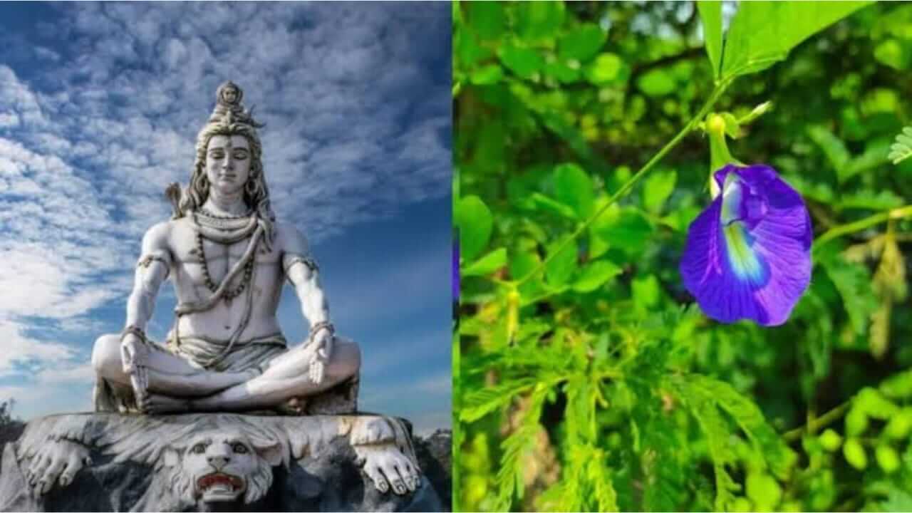 भगवान शिवाला अर्पण करा त्यांची आवडती ‘ही’ फुले, तुमच्या मनोकामना होतील पूर्ण