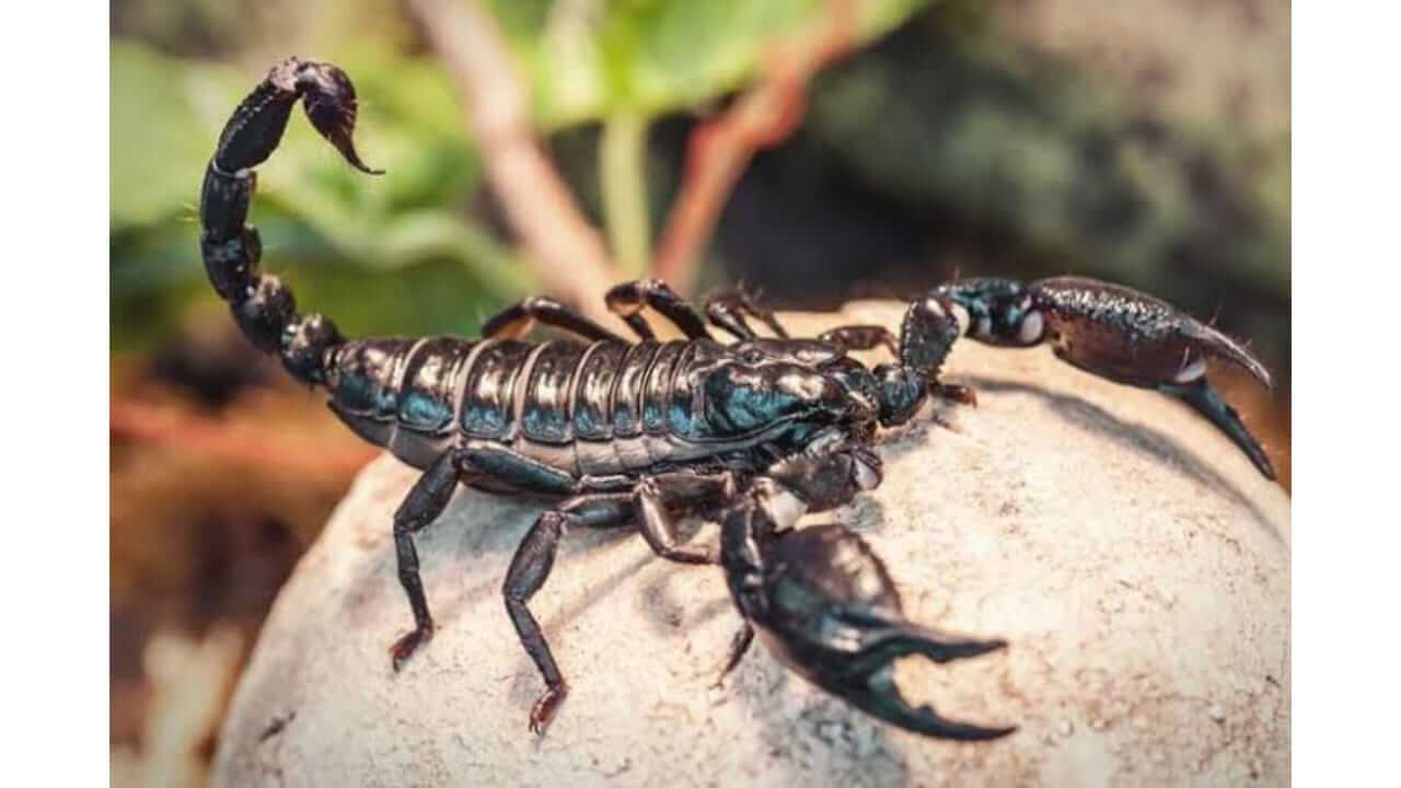 स्वप्नात विंचू पाहणे शुभ आहे कि अशुभ? जाणून घ्या...