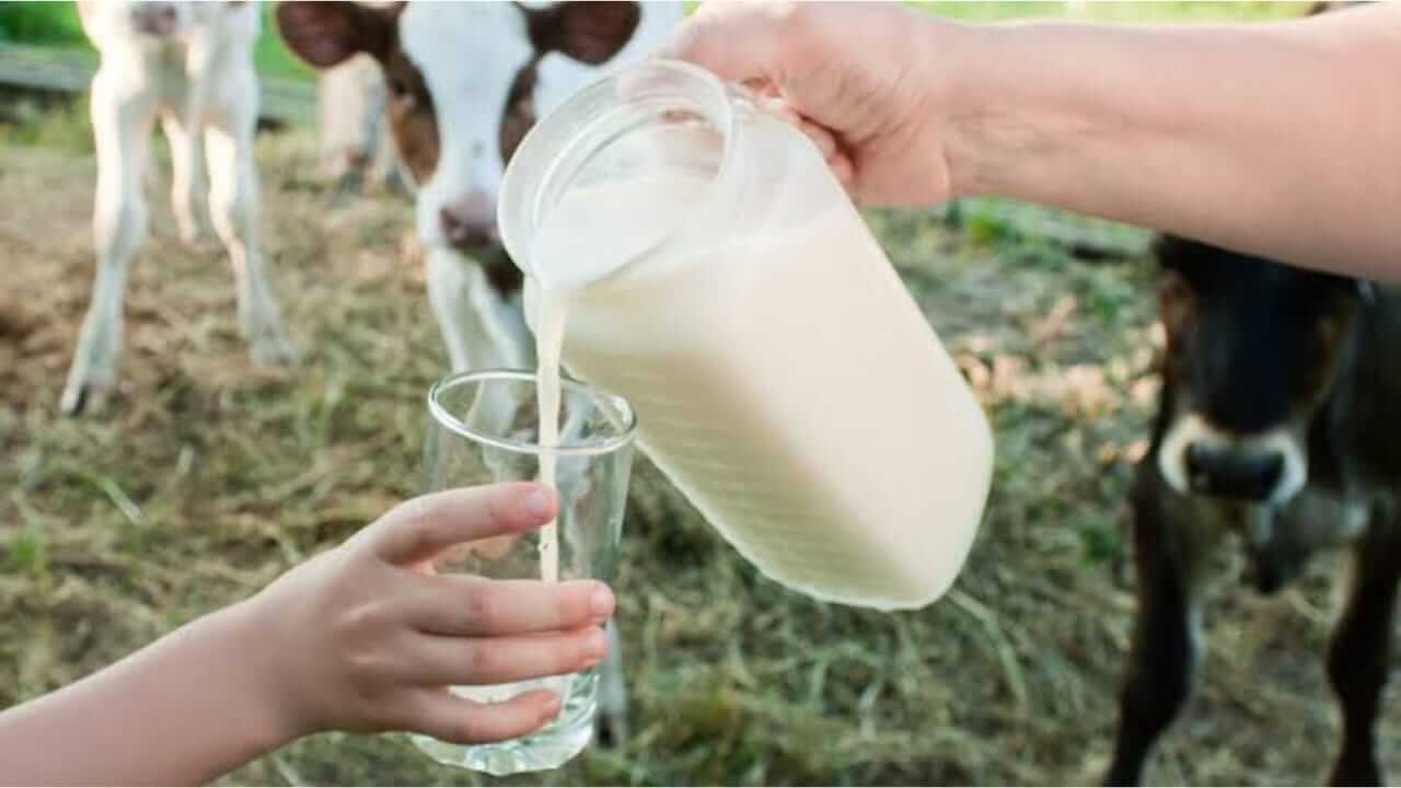 कच्चं दूध पिणं आरोग्यासाठी योग्य की अयोग्य? जाणून घ्या परिणाम...
