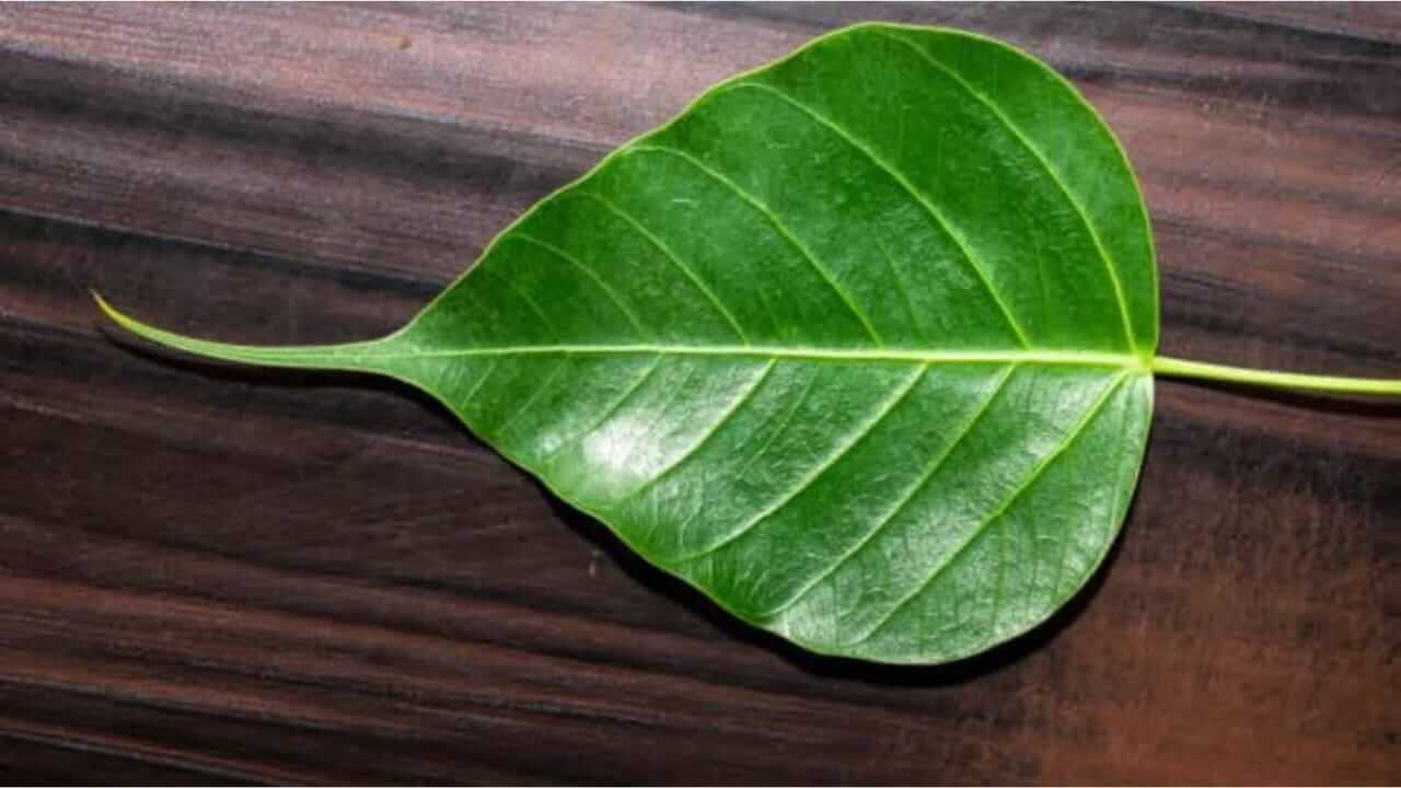 पिंपळाची पाने आरोग्यासाठी वरदान, जाणून घ्या फायदे