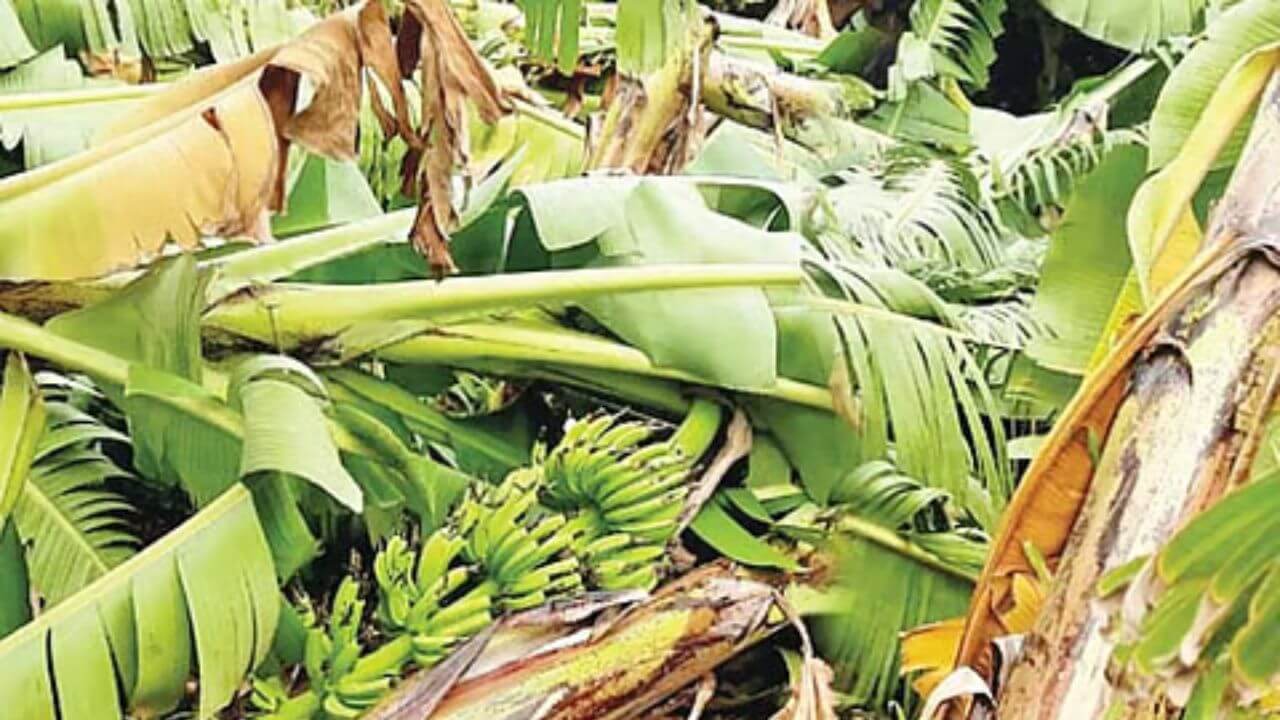 सोलापूर जिल्हाला अवकाळीने झोडपलं; केळीबागांचं नुकसान झाल्याने शेतकरी अडचणीत!
