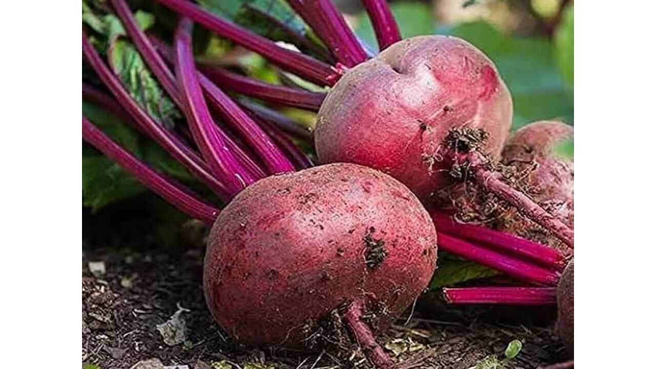 बीट आरोग्यासाठी वरदान, जाणून घ्या फायदे