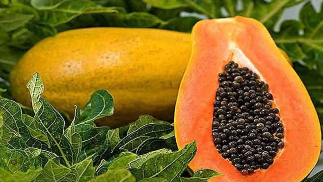 आरोग्यवर्धक पपई त्वचेपासून पोटापर्यंतच्या प्रत्येक समस्या दूर करते पपई, जाणून घ्या आश्चर्यकारक फायदे