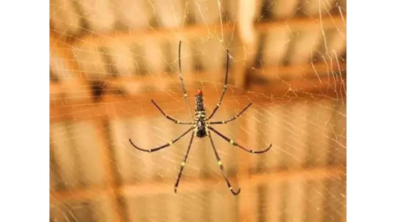अंगावर कोळी चढण्याचे काय आहेत संकेत, जाणून घ्या...