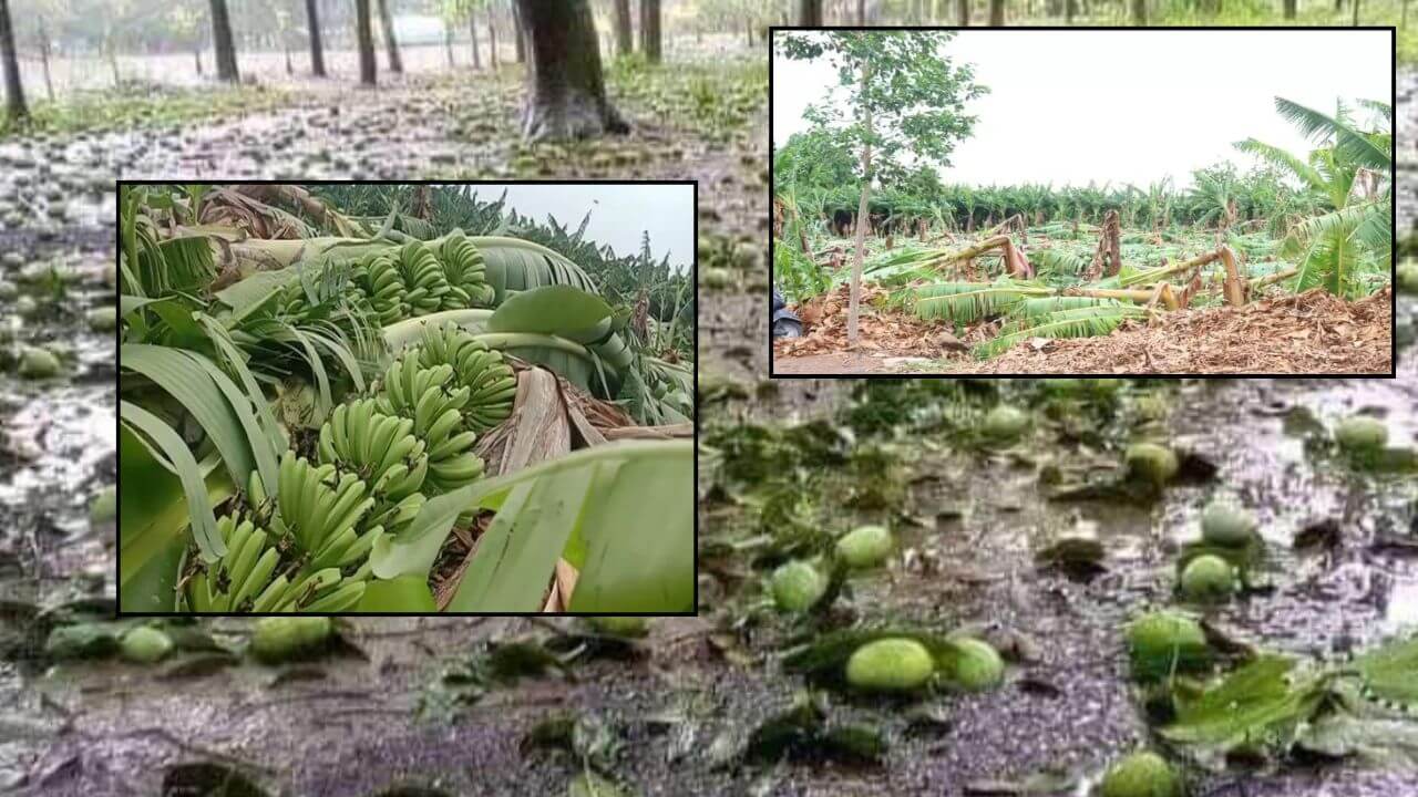 राज्याला वळवाच्या पावसाने झोडपलं; 23 हजार 331 हेक्टर क्षेत्र बाधित, बळीराजा संकटात!