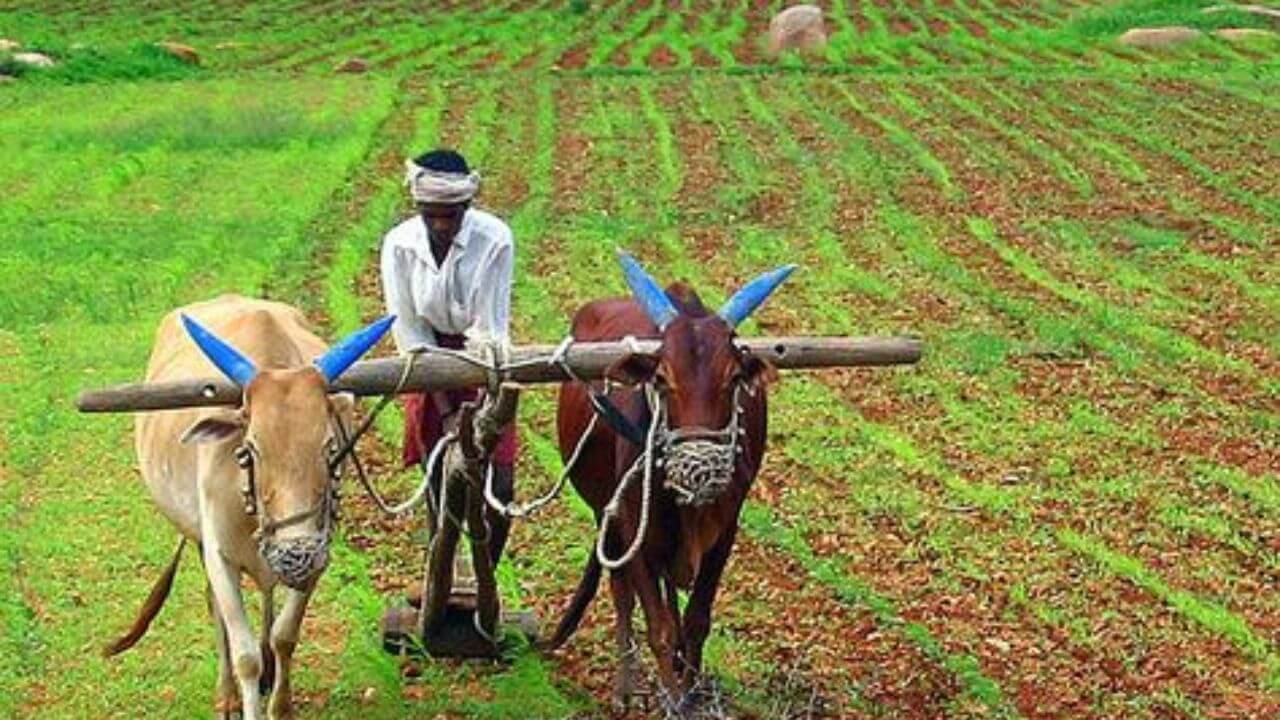 'शेतकऱ्यांनो, पेरणीची घाई नको', राज्यात पाऊस ब्रेक घेण्याची चिन्हं