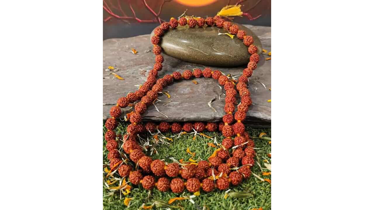 रुद्राक्ष धारण करताय? मग 'हे' नियम लक्षात ठेवा, नाहीतर महादेवाच्या क्रोधाला सामोरे जावे लागेल