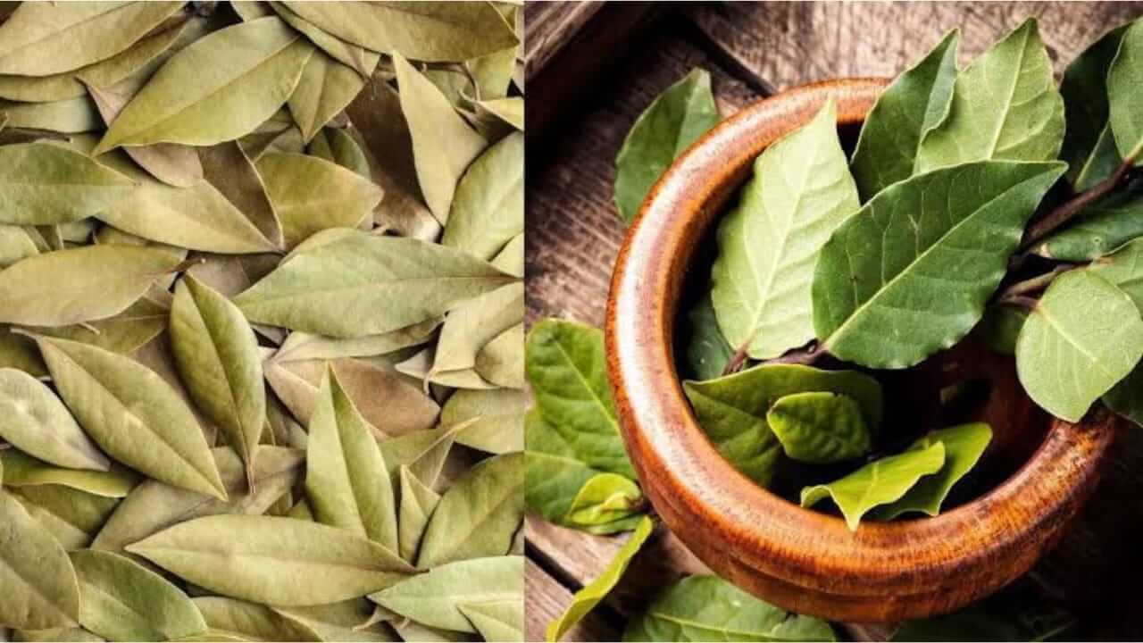आरोग्याच्या अनेक समस्यांवर तमालपत्र अत्यंत गुणकारी, जाणून घ्या फायदे...