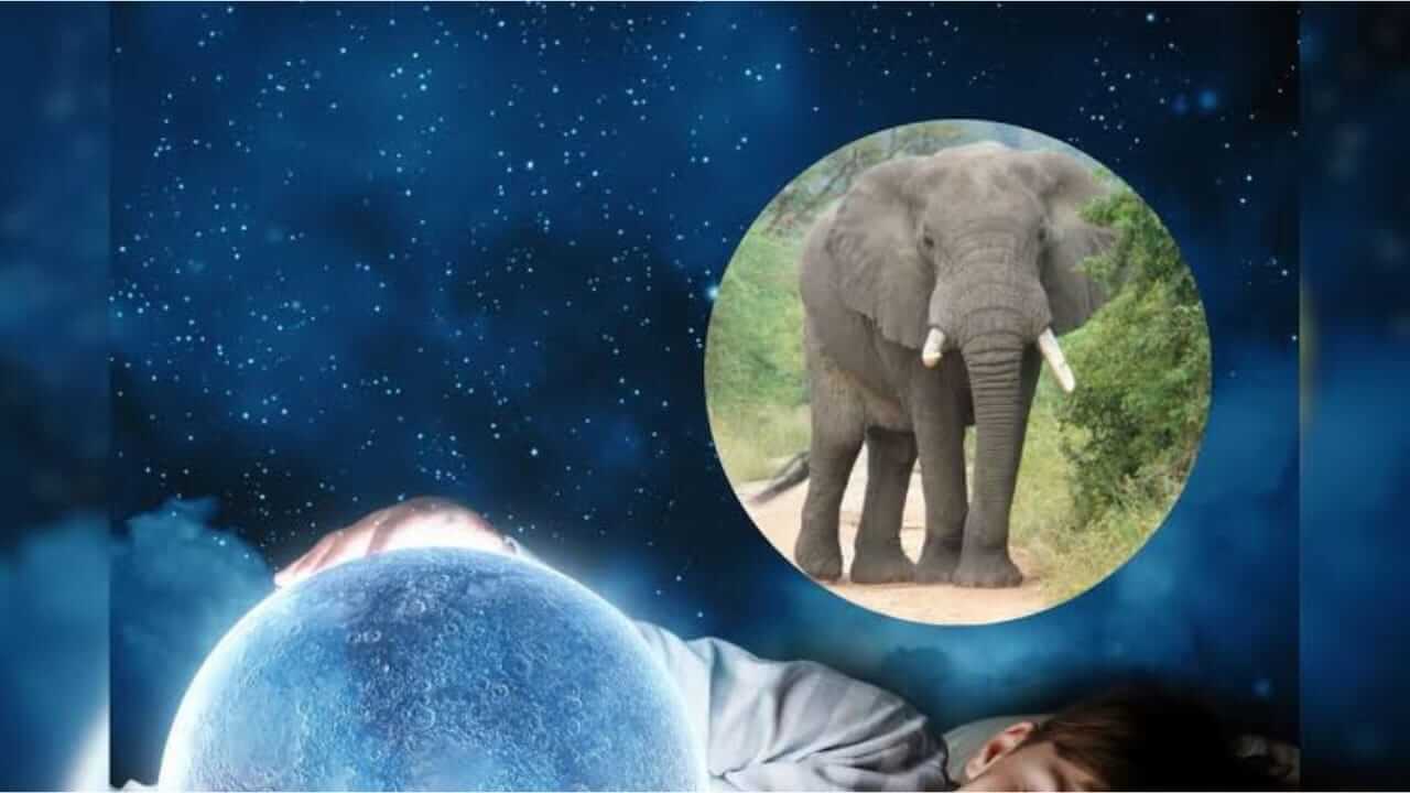 स्वप्नात हत्ती दिसण्याचा अर्थ काय आहे? जाणून घ्या
