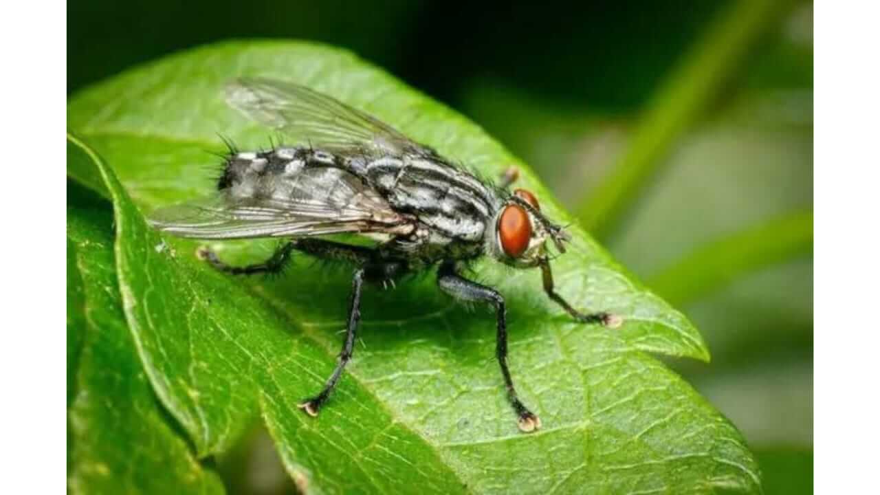पावसाळा येताच तुमच्या घरात माश्या बसू लागतात, 'या' सोप्या पद्धतींनी त्यांना दूर करा