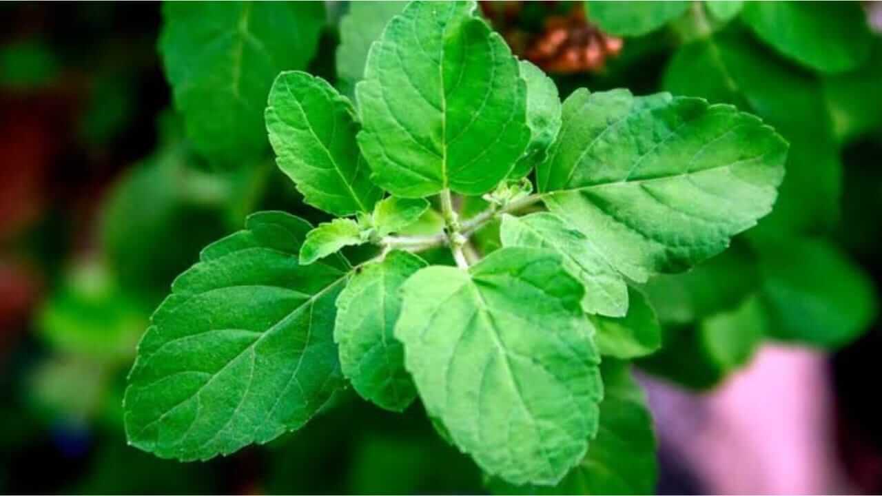 रिकाम्या पोटी तुळशीची पाने खा, आरोग्यासाठी फायदेशीर ठरेल