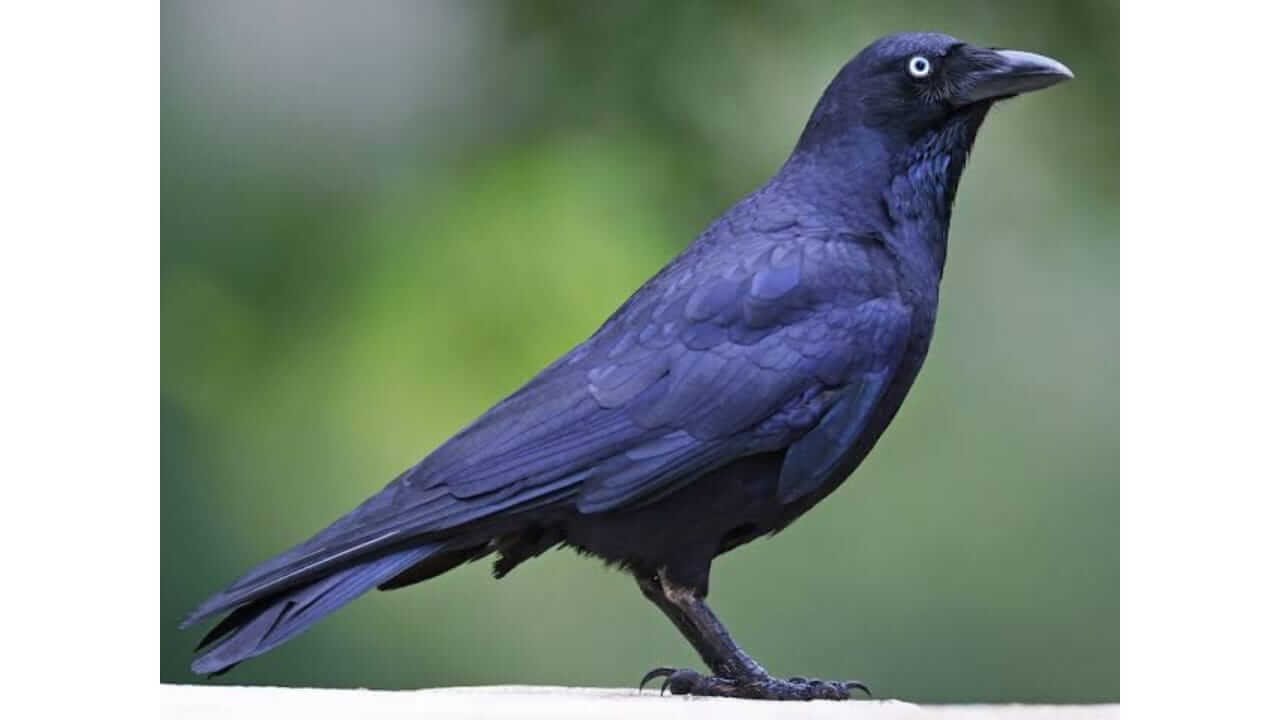 स्वप्नात कावळा पाहणे शुभ की अशुभ? जाणून घ्या...