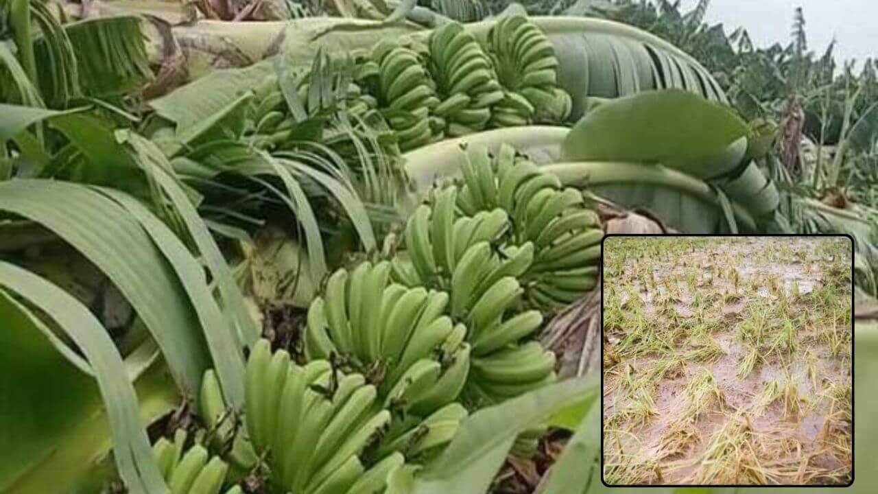अवकाळी पावसामुळे विदर्भ, मराठवाड्यात मोठं नुकसान; आणखी धोका वाढणार?