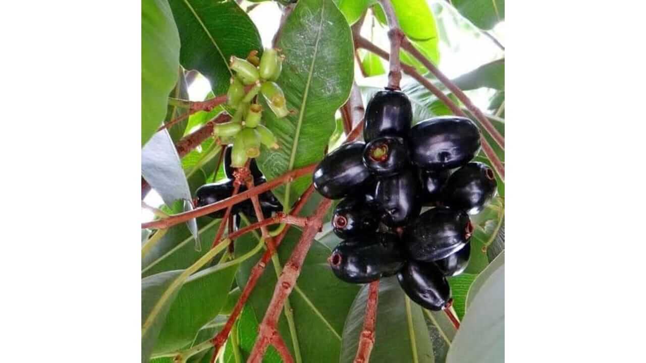 जांभळाची पाने आरोग्यासाठी गुणकारी, जाणून घ्या फायदे