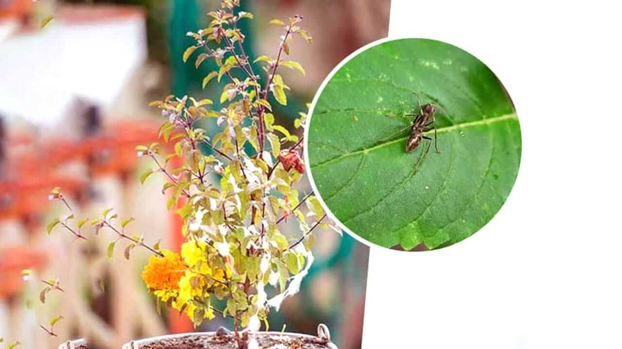तुळशीवर मुंग्यांचे आगमन एक मोठे संकेत देते! शुभ आहे की अशुभ ते जाणून घ्या...