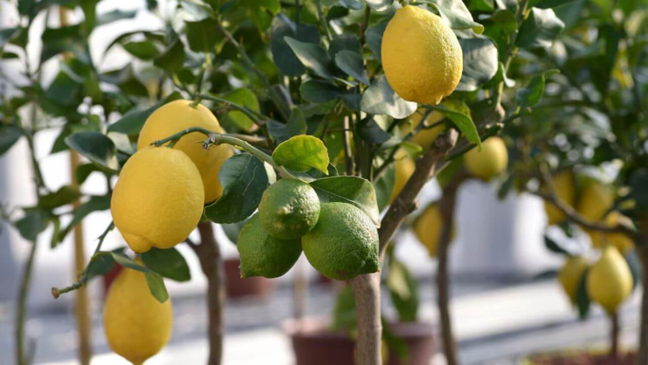 लिंबूच्या झाडाला लिंबूच येत नाहीत? 'या' सोप्या टिप्सने लिंबाने भरेल झाड