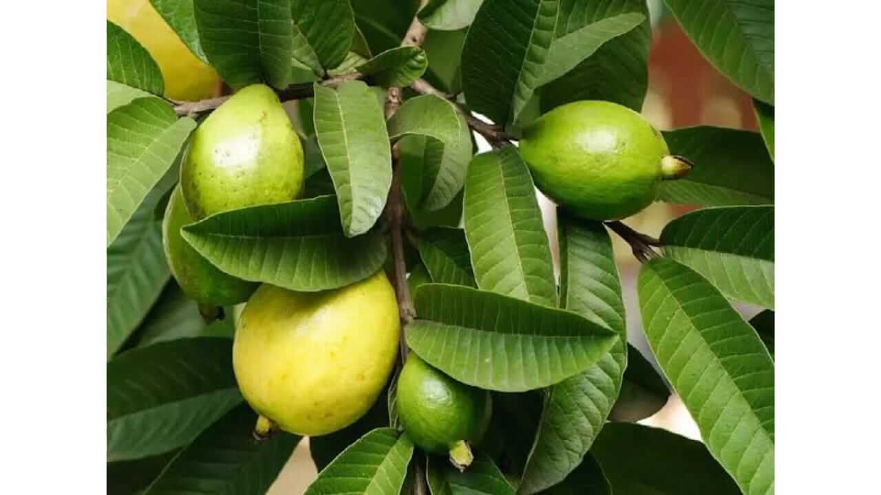 आरोग्यासाठी रामबाण उपाय आहेत पेरूची पाने, जाणून घ्या फायदे