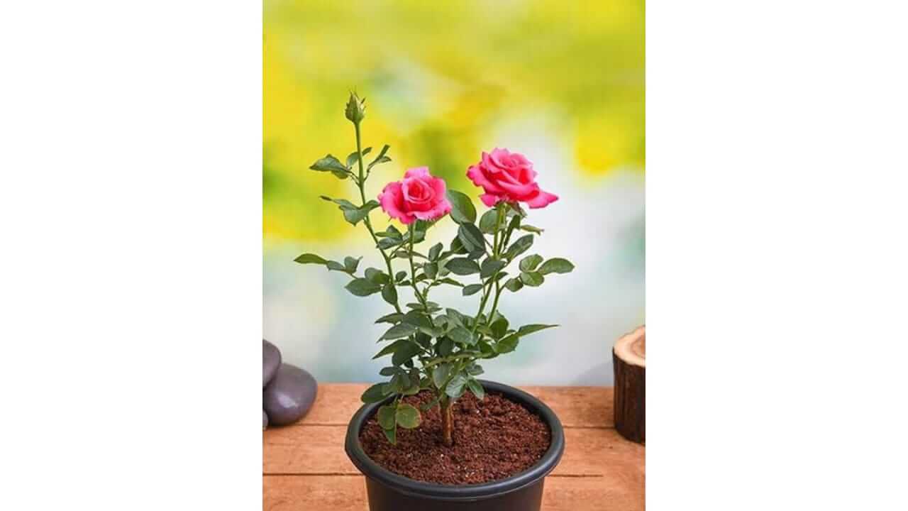 गुलाबाच्या रोपावर किड पडली आहे? अशा प्रकारे काळजी घ्या, फुले भरपूर उमलतील
