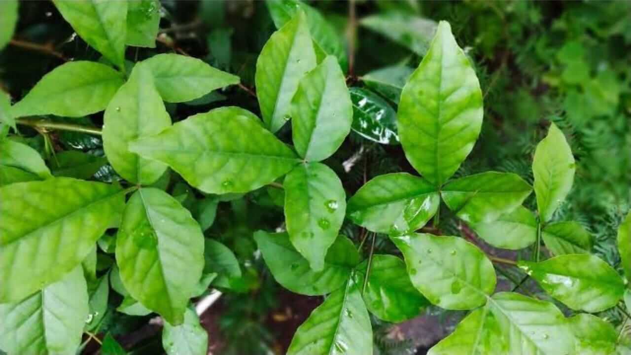 दररोज रिकाम्या पोटी बेलपत्र खाल्ल्याने आरोग्याला होतात अनेक फायदे, जाणून घ्या...