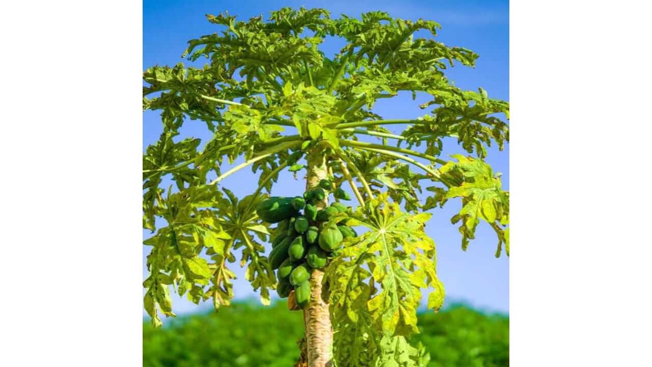 घरासमोर पपईचे झाड लावणे शुभ की अशुभ? जाणून घ्या काय सांगते वास्तुशास्त्र
