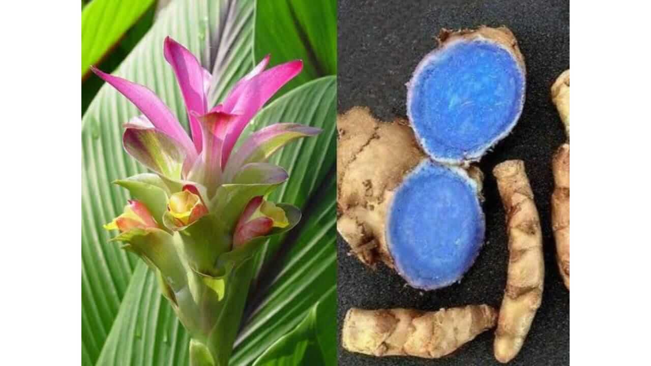 अनेक समस्यांवर रामबाण उपाय आहे काळी हळद, वाचा फायदे...