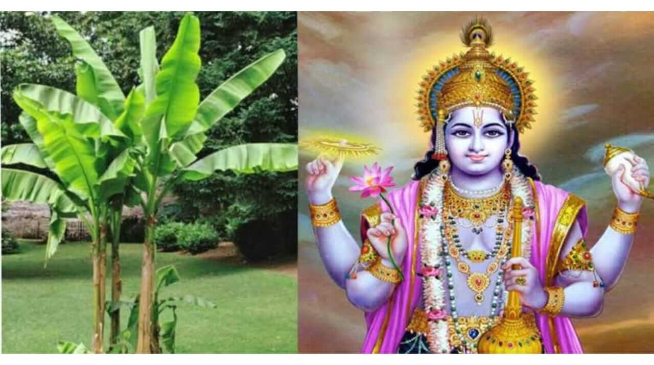 गुरुवारी करा केळीच्या झाडाचे 'हे' उपाय, घरात होईल भरभराट