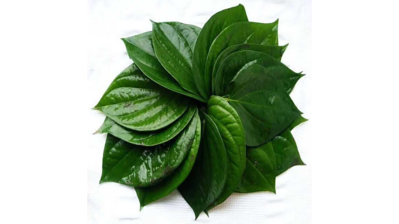 विड्याच्या पानाचे आरोग्यदायी फायदे माहिती आहेत का? जाणून घ्या...