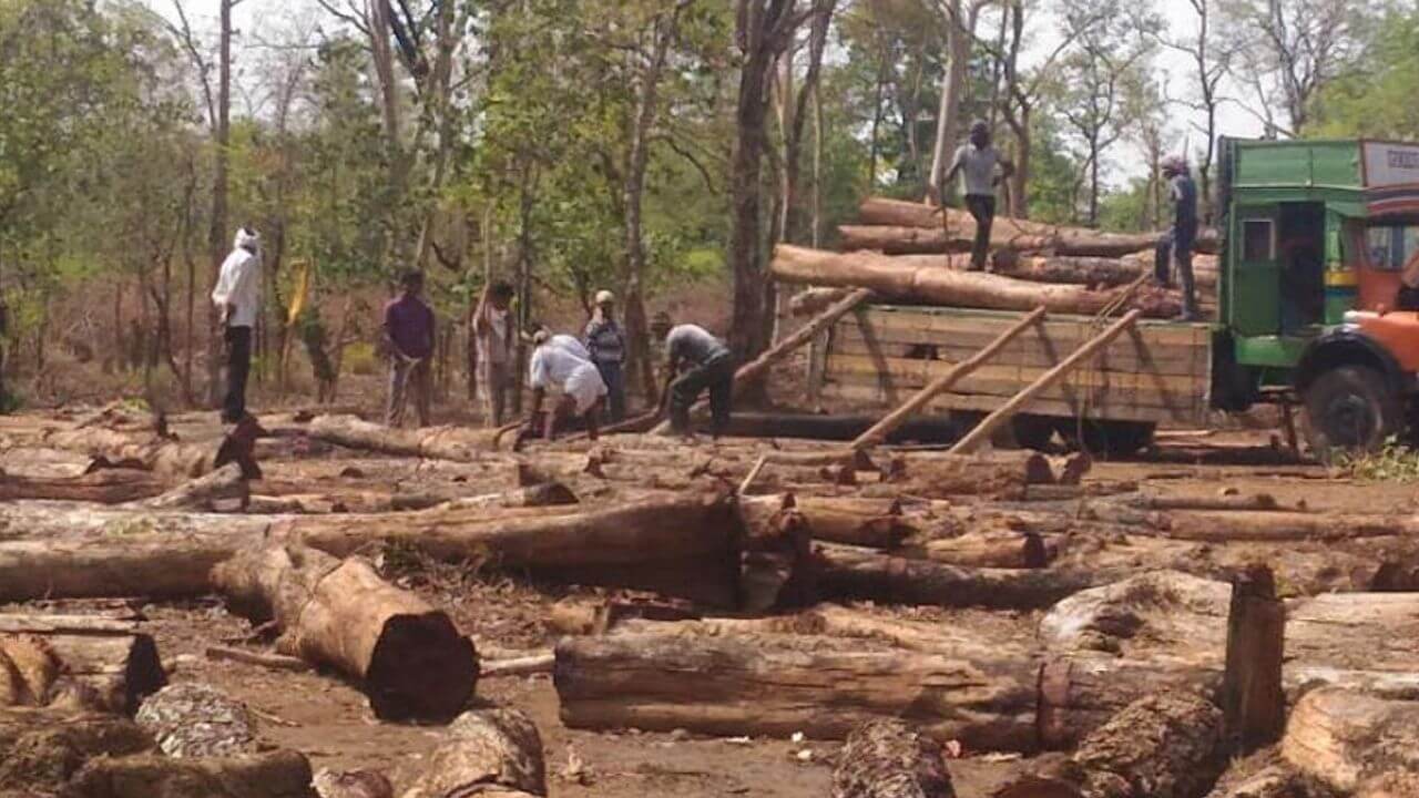 गडचिरोलीत 1 लाख झाडांवर 'कुऱ्हाड' चालणार; आदिवासी समुदायात संताप!