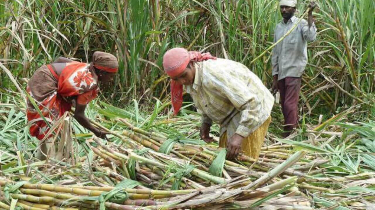 sugarcane