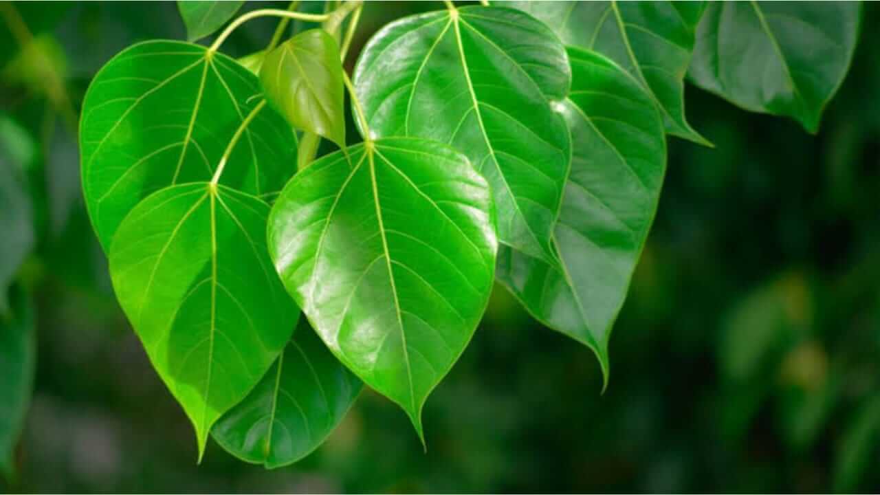 पिंपळाचे पान बदलेल तुमचे नशीब, करा 'हे' उपाय