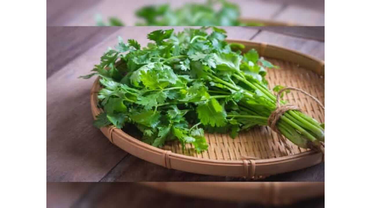 कोथिंबीरीच्या पानांमध्ये आहेत अनेक औषधी गुणधर्म, जाणून घ्या...