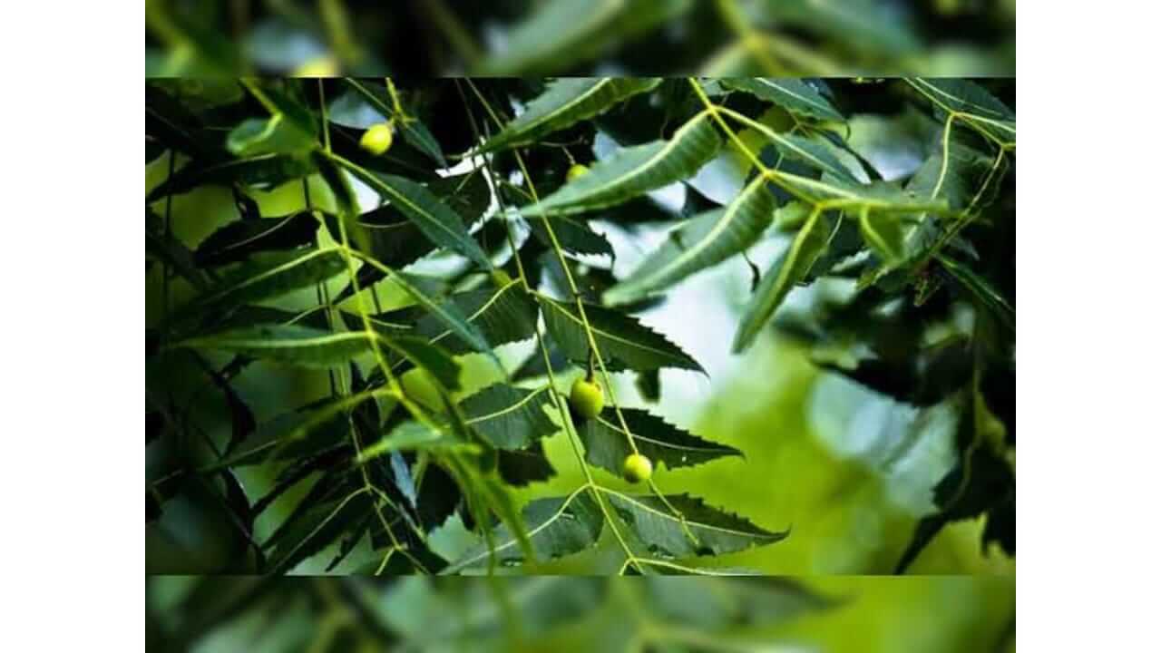 कडुलिंब आरोग्यासाठी वरदान, जाणून घ्या फायदे...