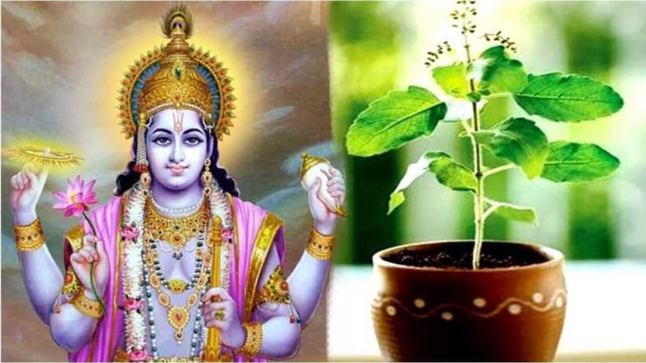 गुरुवारी करा 'हे' तुळसीचे उपाय, तुमचं नशीब बदलेल