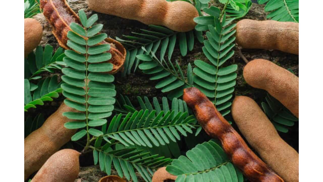 चिंचेची पाने केवळ आरोग्यासाठीच नाही तर केसांसाठीही वरदान