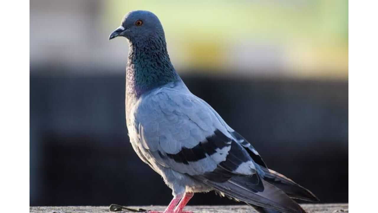 कबुतरे बाल्कनीत घरटे बनवतात? 'या' उपायांनी लावा कायमचे पळवून