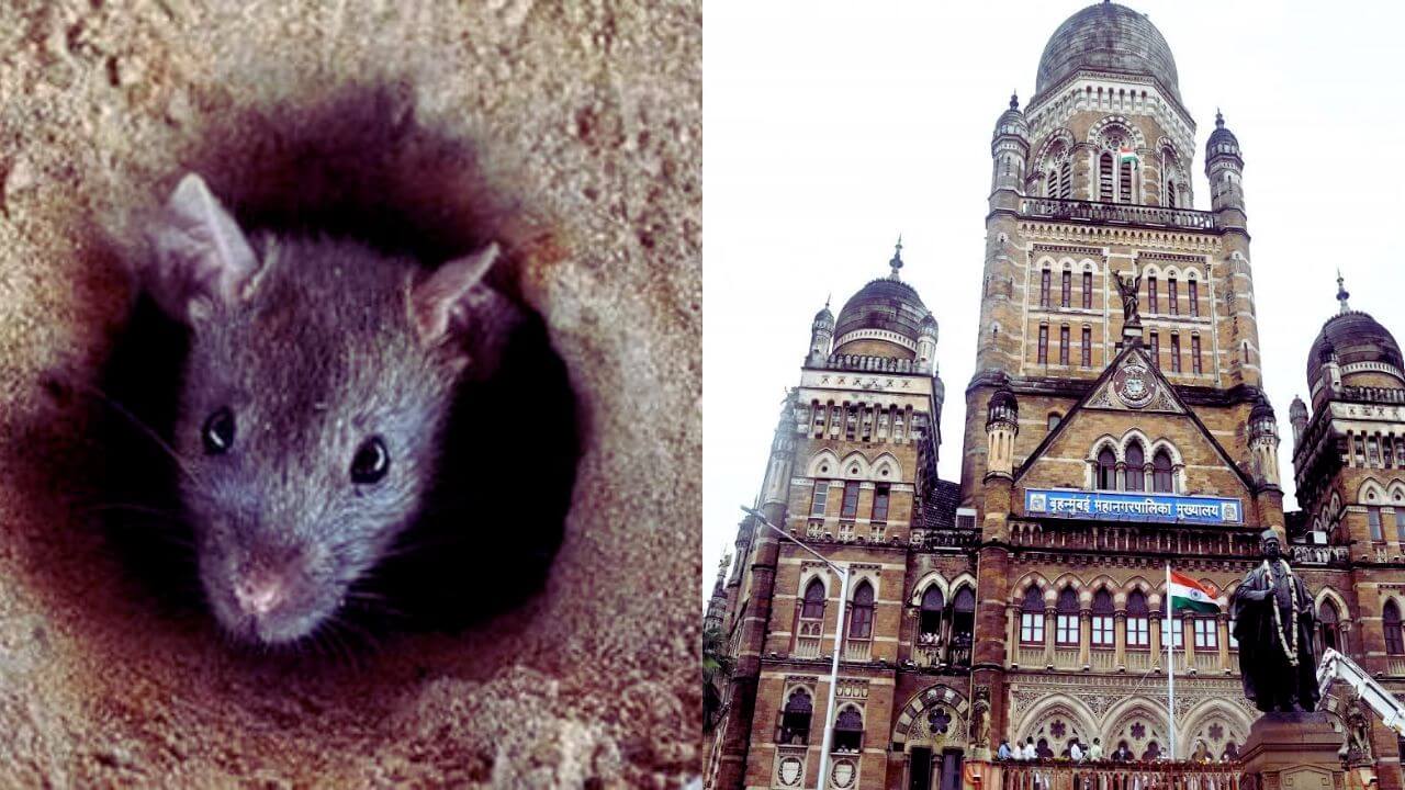 मुंबई महापालिकेची उंदीर मारण्याची मोहीम वादात, चौकशी करण्याचे मंत्र्यांचे आदेश