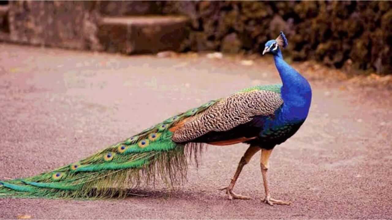 घरात लावा 'या' पक्ष्यांचे फोटो, घरात सुख-समृद्धी येईल