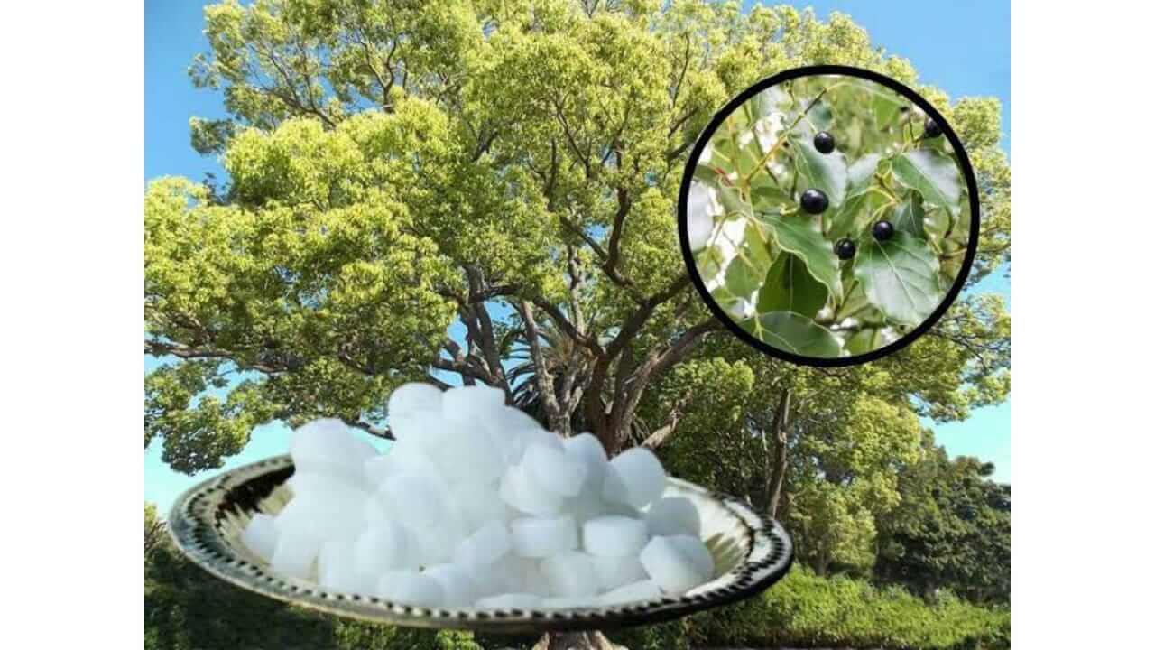 पूजेसाठी वापरला जाणारा कापूर कशापासून तयार केला जातो, जाणून घ्या...