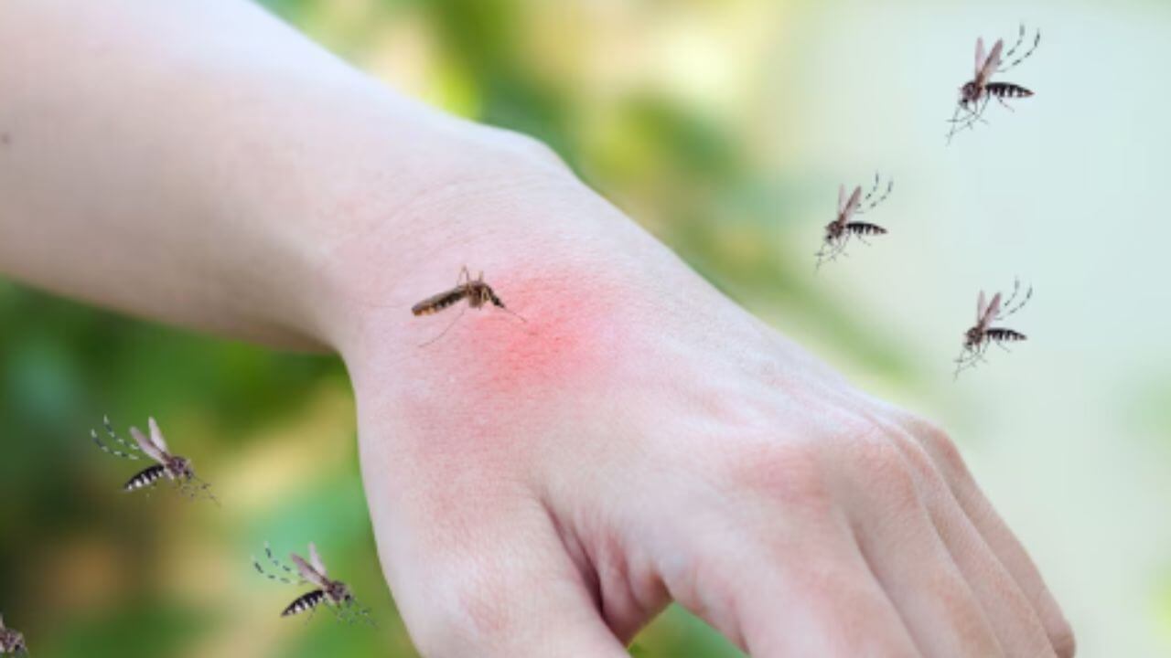 पावसाळा सुरु होताच डासांचा वावर वाढलाय? घरात लावा 'या' वनस्पती दूर पळतील डास