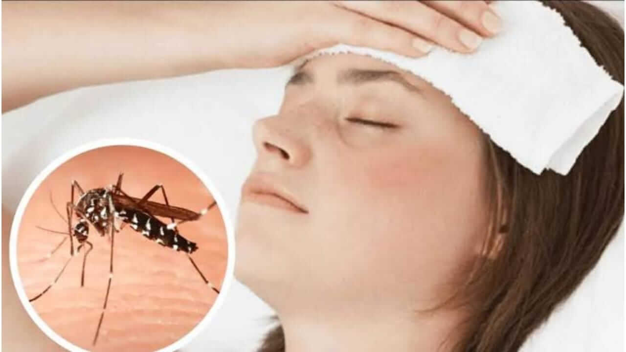 पावसाळ्यात वाढू शकतो डेंग्यूचा धोका, डेंग्यूची लक्षणे आणि उपाय जाणून घ्या...