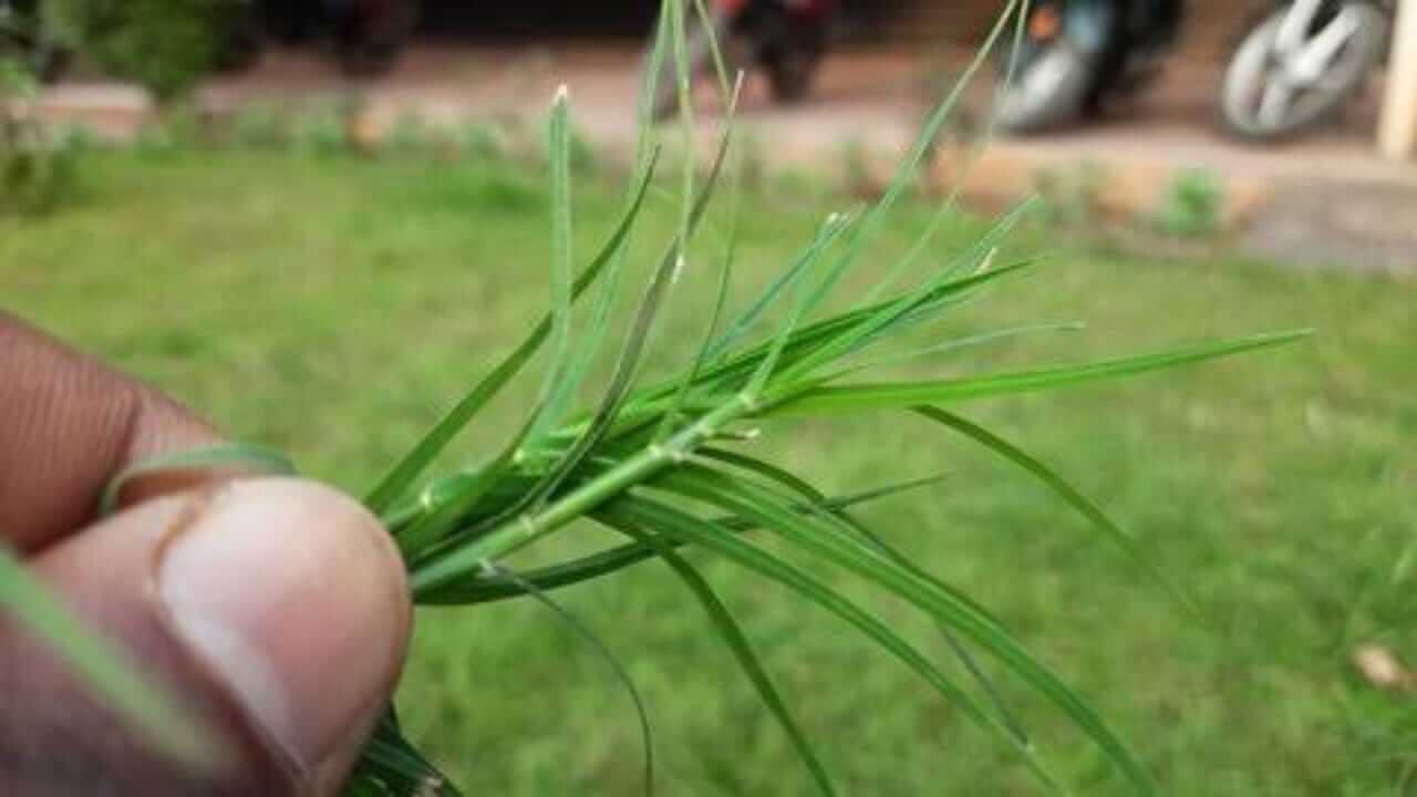 आर्थिक लाभासाठी, घरातील 'या' ठिकाणी लावा दुर्वा, भगवान गणेश प्रसन्न होतील