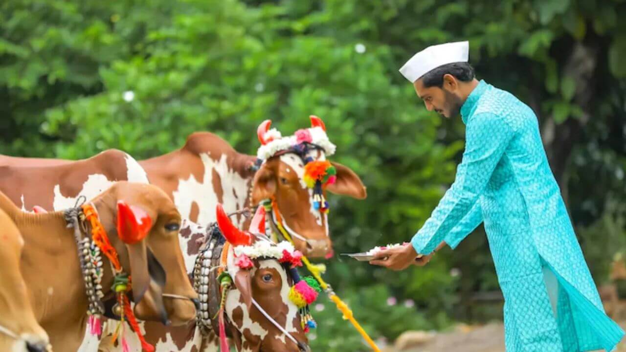 महाराष्ट्रात आज 'बेंदूर' सणाचा उत्साह; शेतकऱ्यांकडून पशूधनाची मनोभावे पूजा...बेंदूर सणाची इनसाईड स्टोरी