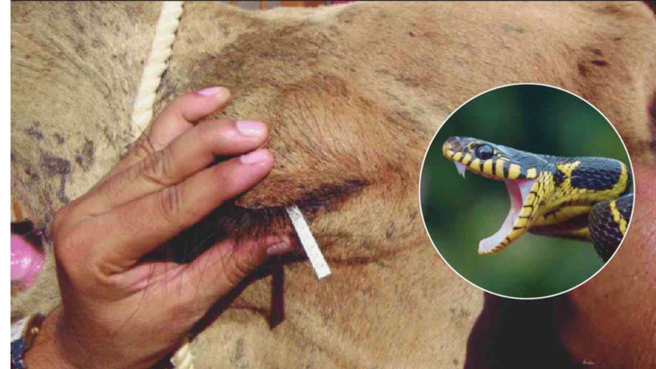 expensive camel tears