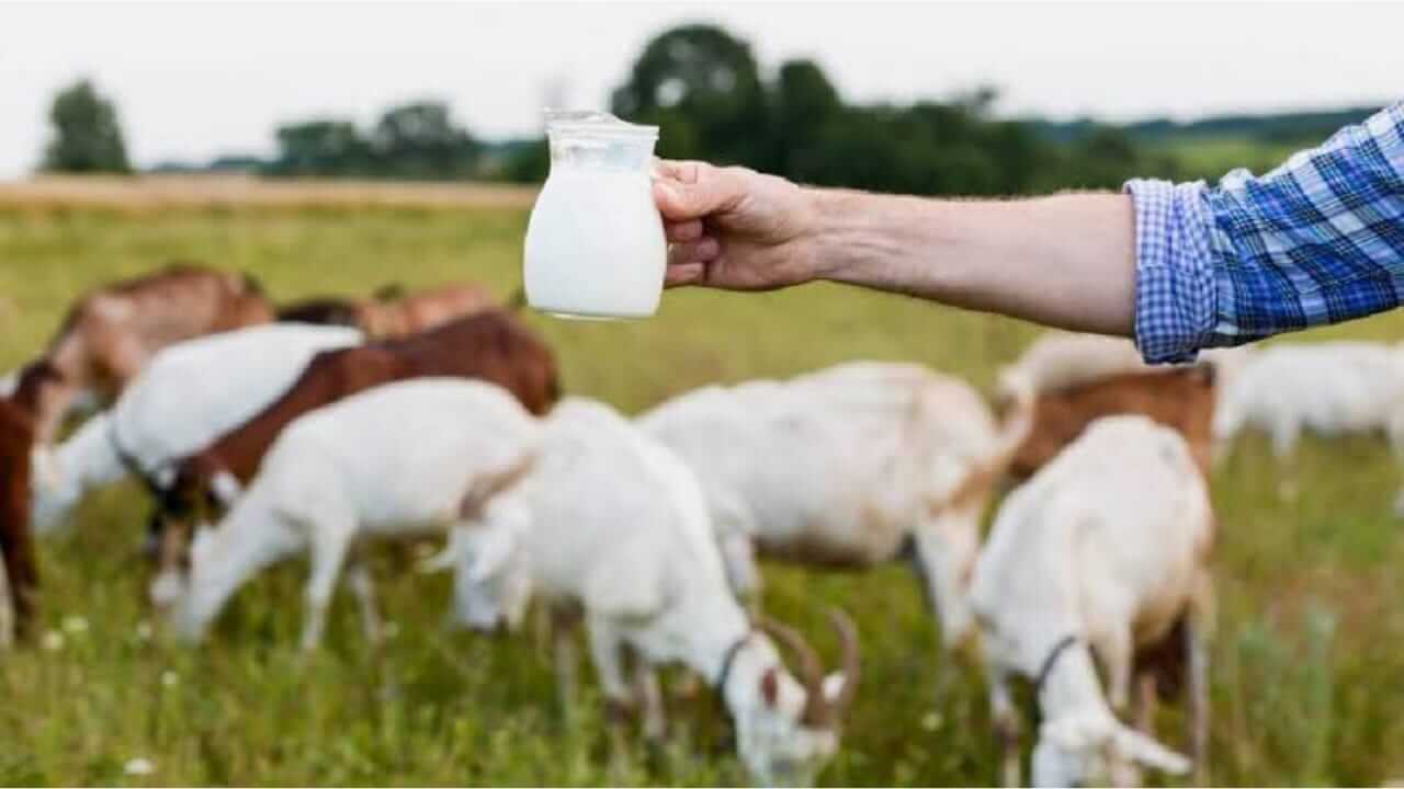 शेळीच्या दुधाचे आरोग्यदायी फायदे, जाणून घ्या