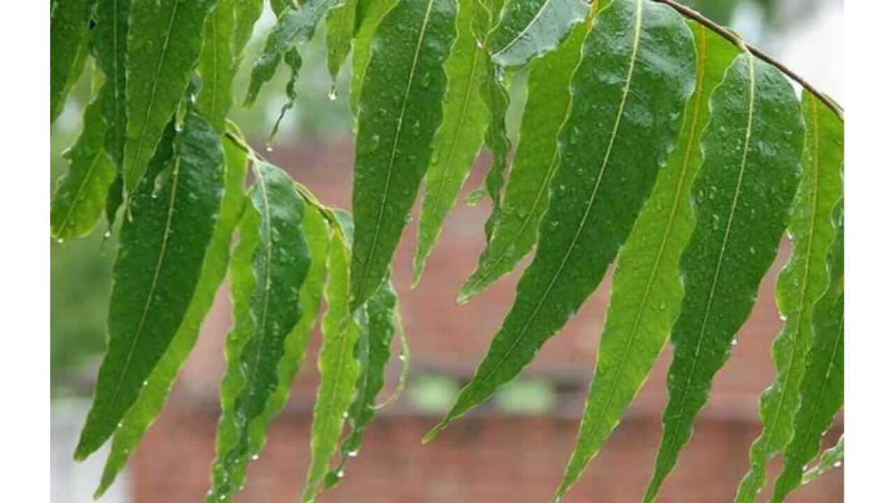 अशोकाच्या पानांच्या रसाचे फायदे जाणून घेऊया...