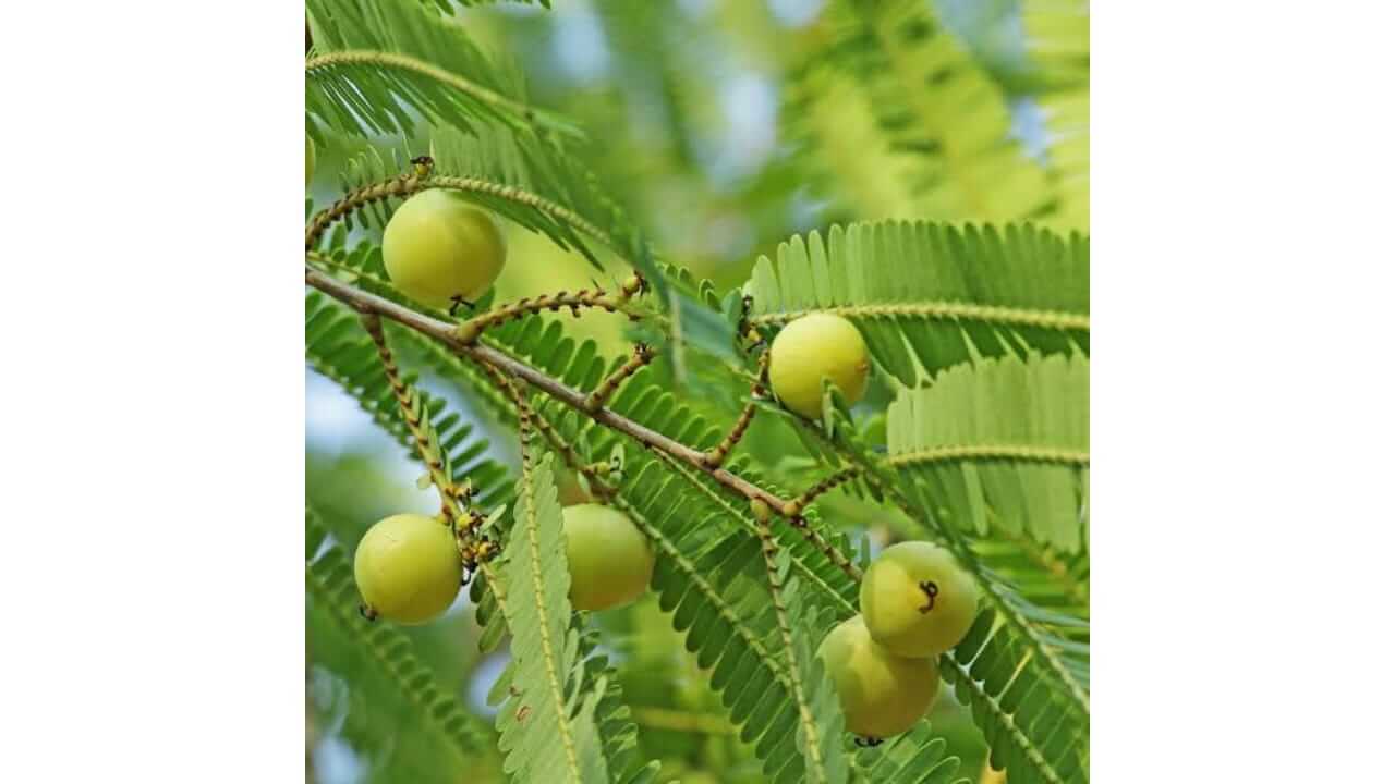 'आवळ्याच्या' झाडात असतो भगवान विष्णूचा वास, घरात लावणं शुभदायक