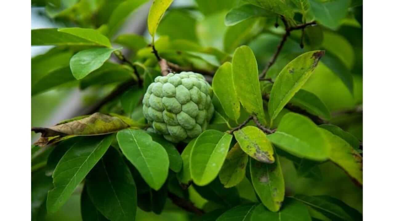 सीताफळाच्या पानांमध्ये लपलायं आरोग्याचा खजिना